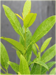 Laurowiśnia Herbergii Prunus laurocerasus Herbergii