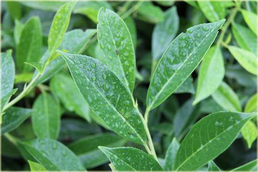 Laurowiśnia wschodnia, wawrzynośliwa Prunus laurocerasus, śliwa wawrzynolistna