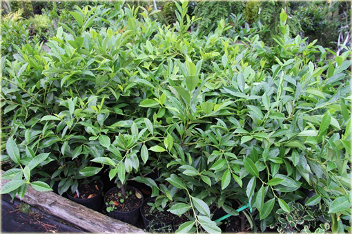 Laurowiśnia wschodnia, wawrzynośliwa Prunus laurocerasus, śliwa wawrzynolistna