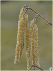 Leszczyna, Orzech laskowy Olbrzymi z Halle Corylus avellana