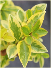 Ligustr okrągłolistny Aureum Ligustrum ovalifolium