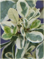 Ligustr okrągłolistny Variegata Ligustrum ovalifolium Variegatum
