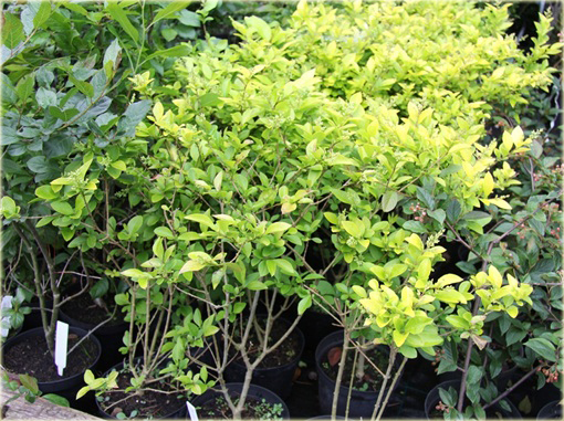 Ligustr Vicaryi Ligustrum Vicaryi