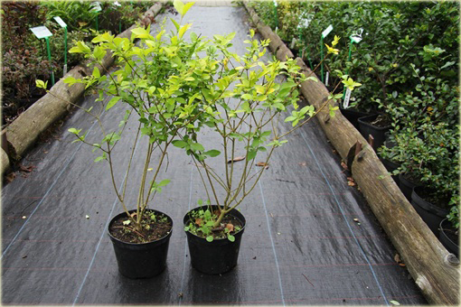 Ligustr Vicaryi Ligustrum Vicaryi