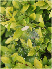 Ligustr Vicaryi Ligustrum Vicaryi