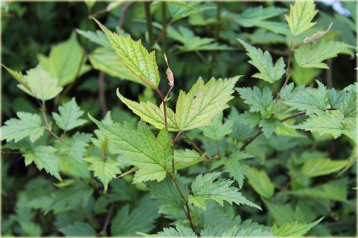 Neillia chińska Neillia sinensis