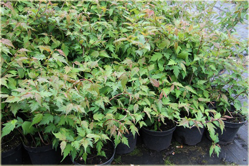 Neillia chińska Neillia sinensis