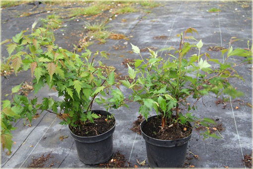 Neillia chińska Neillia sinensis