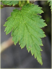 Neillia chińska Neillia sinensis