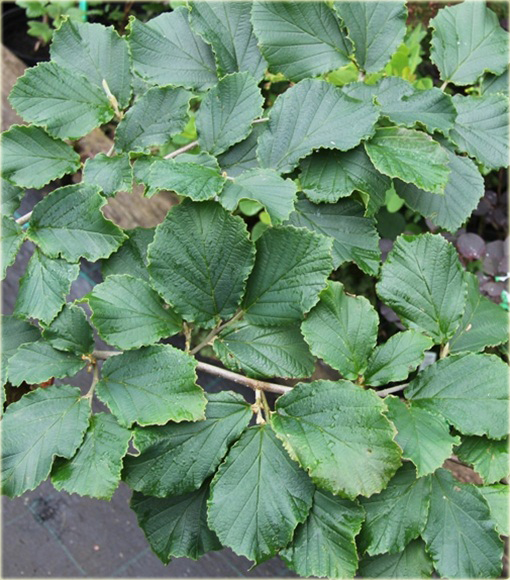 Oczar pośredni Afrodyta Hamamelis intermedia Aphrodite