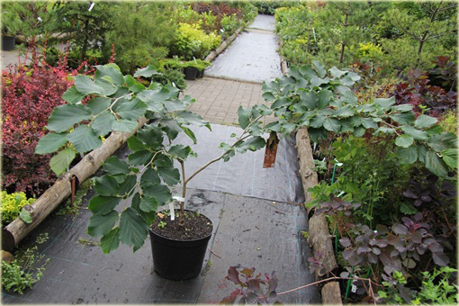 Oczar pośredni Afrodyta Hamamelis intermedia Aphrodite