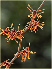 Oczar pośredni Afrodyta Hamamelis intermedia Aphrodite