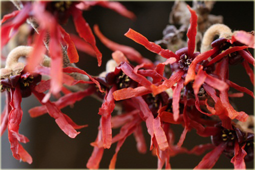 Oczar pośredni Diana Hamamelis intermedia Diane