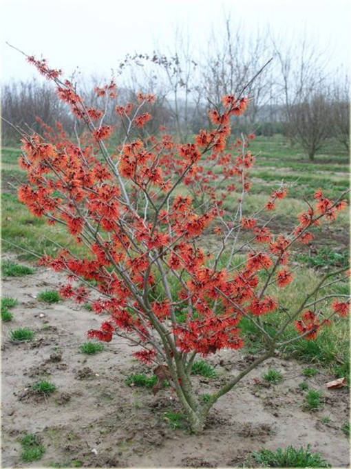 Oczar pośredni Diana Hamamelis intermedia Diane