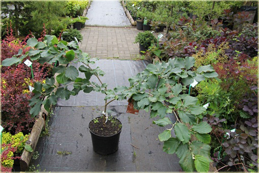 Oczar pośredni Diana Hamamelis intermedia Diane