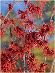 Oczar pośredni Diana Hamamelis intermedia Diane