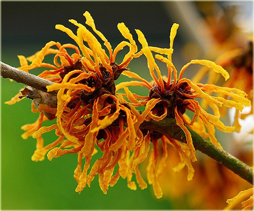 Oczar skupiony Orange beauty Hamamelis integra