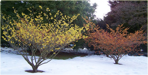 Oczar skupiony Orange beauty Hamamelis integra