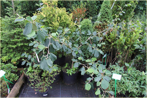 Oczar skupiony Orange beauty Hamamelis integra