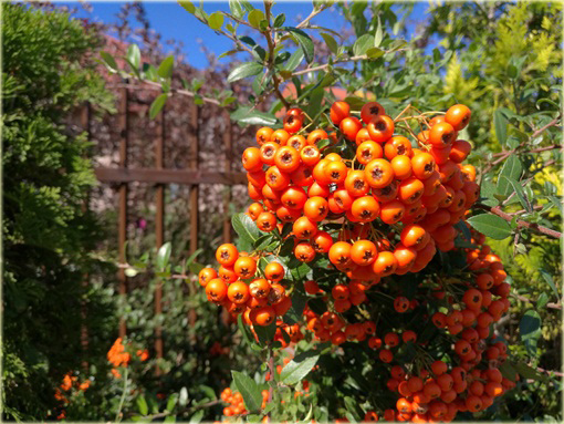 Ognik Orange Glow Pyracantha Orange Glow