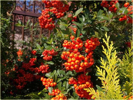 Ognik Orange Glow Pyracantha Orange Glow