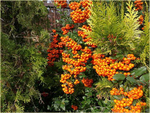 Ognik Orange Glow Pyracantha Orange Glow