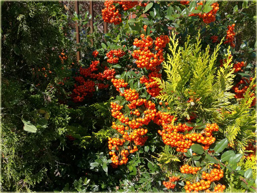 Ognik Orange Glow Pyracantha Orange Glow