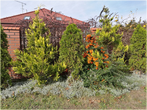 Ognik Orange Glow Pyracantha Orange Glow