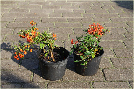 Ognik Orange Glow Pyracantha Orange Glow