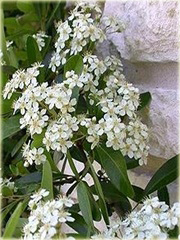 Ognik Orange Glow Pyracantha Orange Glow