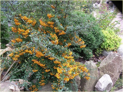 Ognik szkarłatny Golden Charmer Pyracantha coccinea