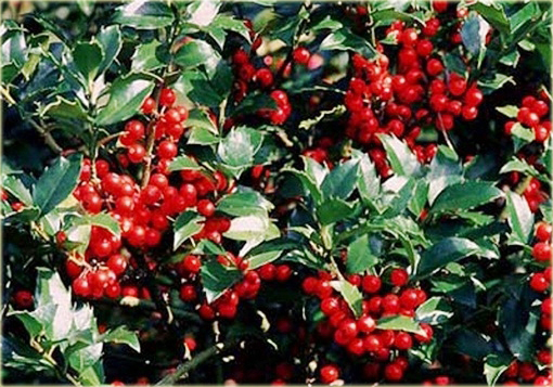 Ostrokrzew Blue Maid Ilex meserveae