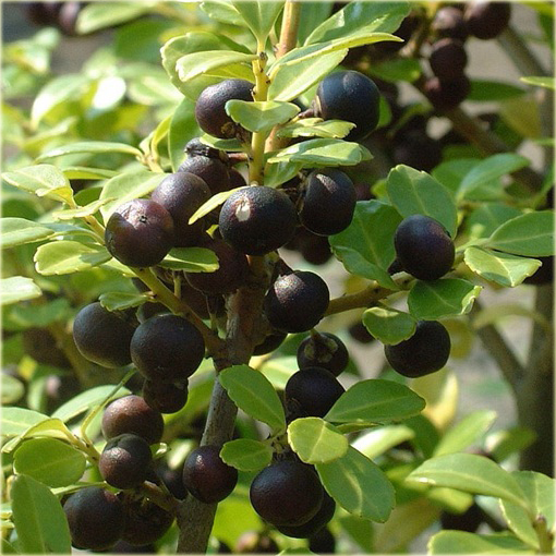 Ostrokrzew karbowany Ilex crenata