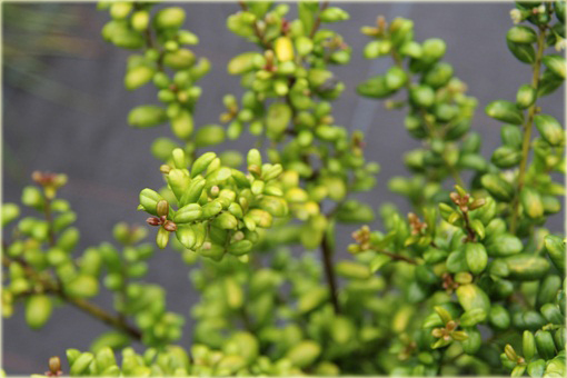 Ostrokrzew karbowany Ilex crenata