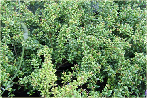 Ostrokrzew karbowany Ilex crenata