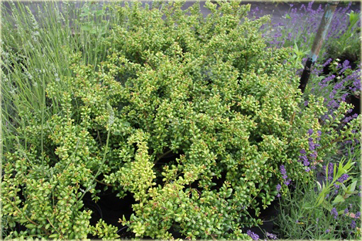 Ostrokrzew karbowany Ilex crenata