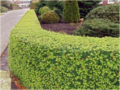 Ostrokrzew karbowany Ilex crenata