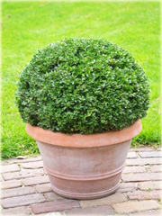 Ostrokrzew karbowany Ilex crenata