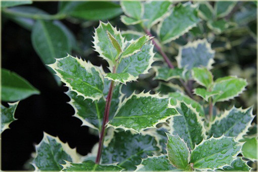 Ostrokrzew kolczasty Argentea Marginata Ilex aquifolium