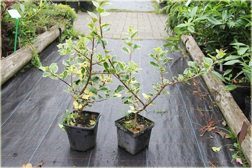 Ostrokrzew kolczasty Argentea Marginata Ilex aquifolium