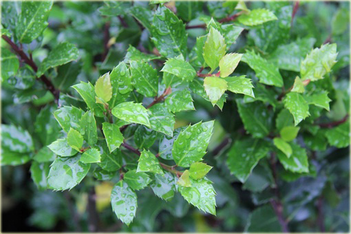 Ostrokrzew Meservy Blue Angel Ilex meserveae Blue Angel