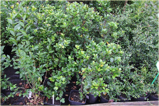 Ostrokrzew Meservy Blue Angel Ilex meserveae Blue Angel