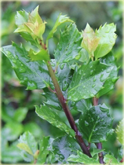 Ostrokrzew Meservy Blue Angel Ilex meserveae Blue Angel