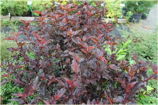 Pęcherznica kalinolistna Center Glow Physocarpus opulifolius