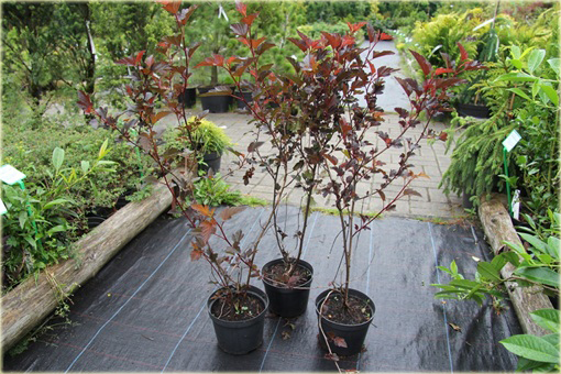 Pęcherznica kalinolistna Center Glow Physocarpus opulifolius