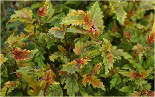 Pęcherznica kalinolistna Kameleon Physocarpus opulifolius Chameleon