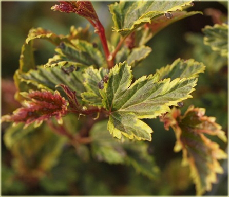Pęcherznica kalinolistna Kameleon Physocarpus opulifolius Chameleon