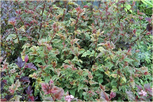 Pęcherznica kalinolistna Kameleon Physocarpus opulifolius Chameleon