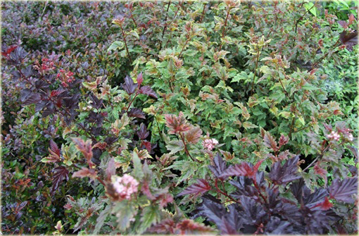 Pęcherznica kalinolistna Kameleon Physocarpus opulifolius Chameleon