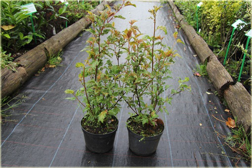 Pęcherznica kalinolistna Kameleon Physocarpus opulifolius Chameleon